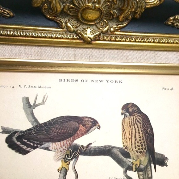 Vintage Other - Antique Ornithological Bird Print Original Vintage Home Decor